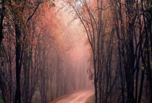 杨幂李易峰天涯论坛大事件，番1糖2误会交织成话题热聊！